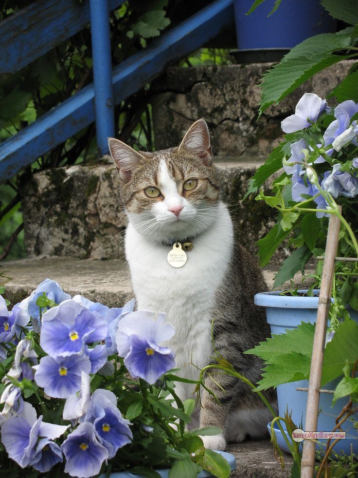 800+ Cute Cate Photos Download | Beautiful Cute Cat Images | 196 cats pics funny -(11)