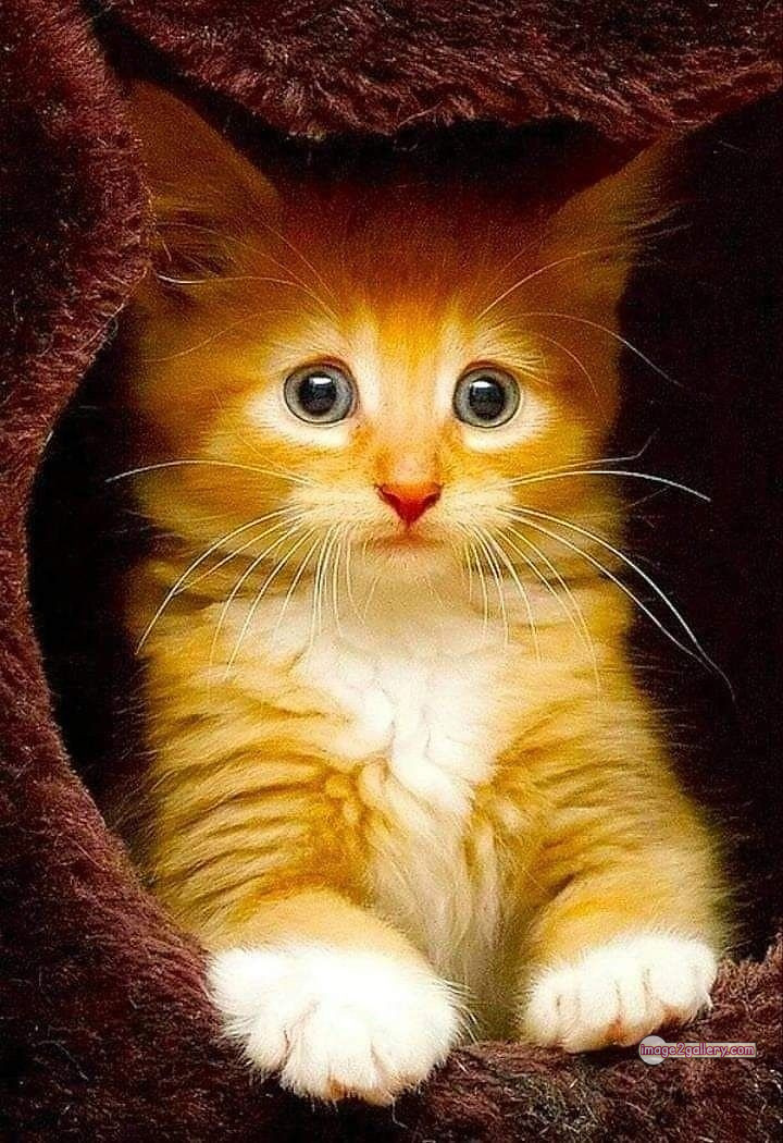 800+ Cute Cate Photos Download | Beautiful Cute Cat Images | 200 cats pics funny -(3)