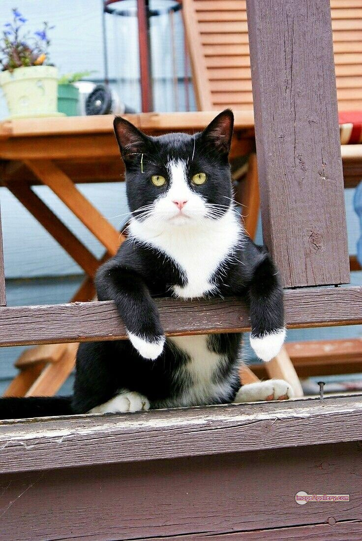 800+ Cute Cate Photos Download | Beautiful Cute Cat Images | 203 cats pics funny -(6)