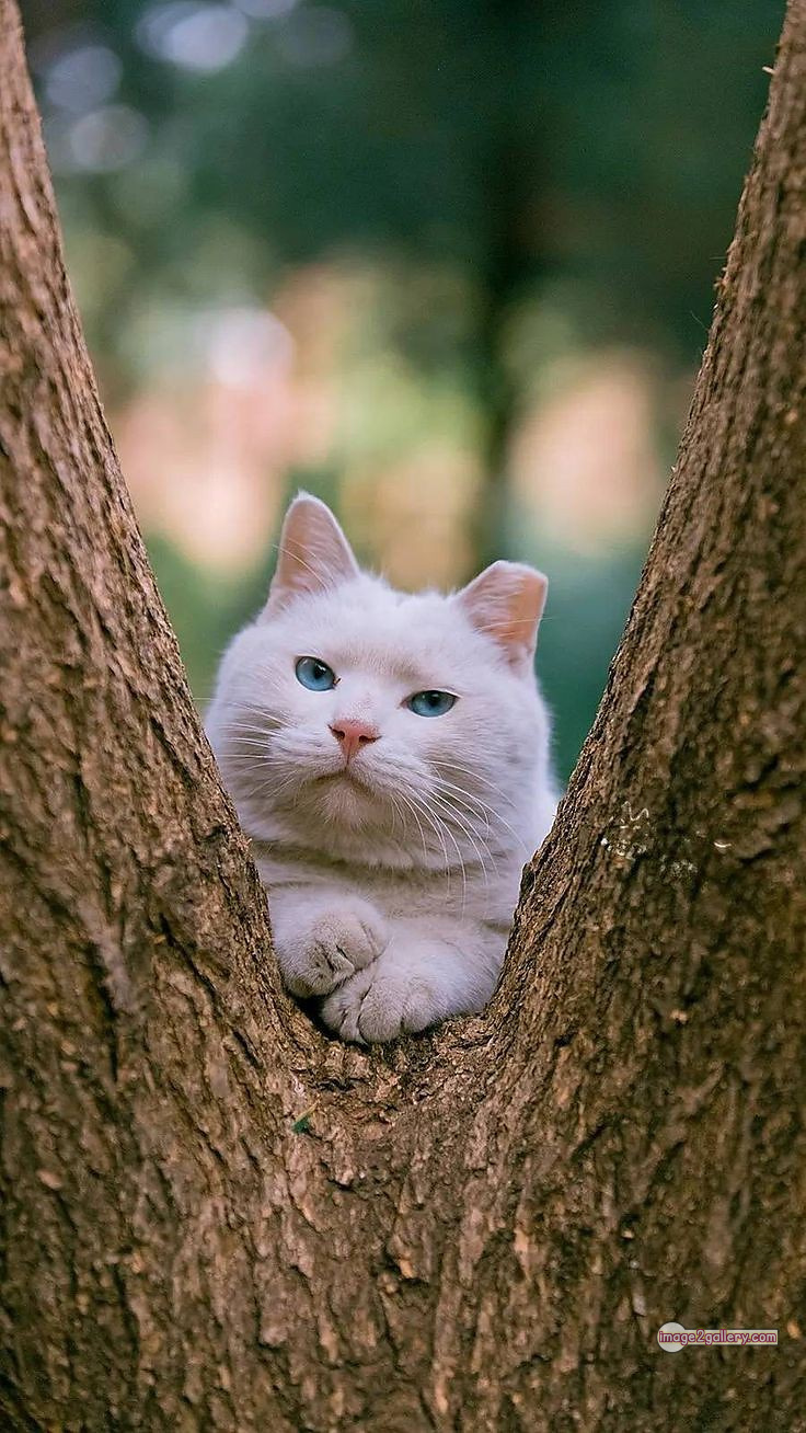 800+ Cute Cate Photos Download | Beautiful Cute Cat Images | 29 cats pics funny -(9)