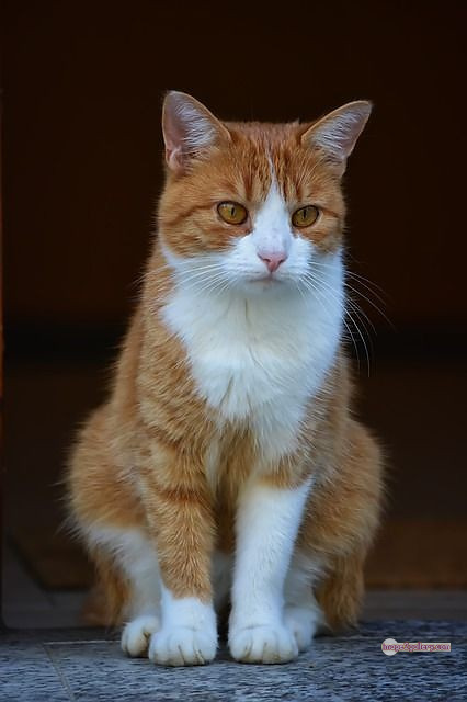 800+ Cute Cate Photos Download | Beautiful Cute Cat Images | 713 cool cat photos -