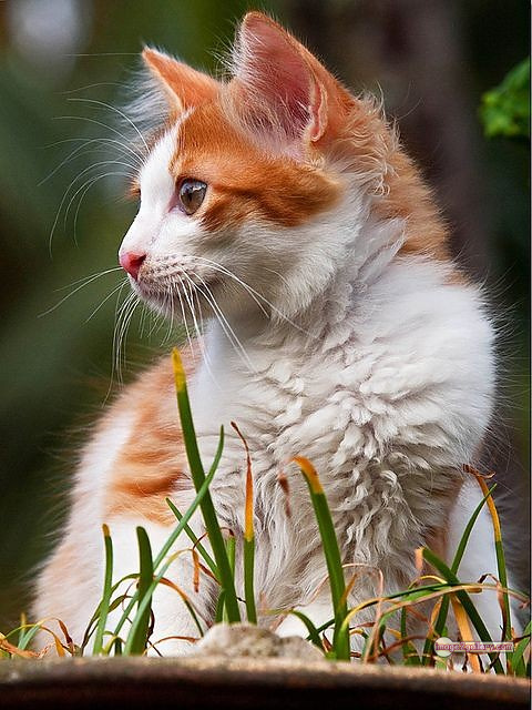 800+ Cute Cate Photos Download | Beautiful Cute Cat Images | 692 cool cat photos -(12)