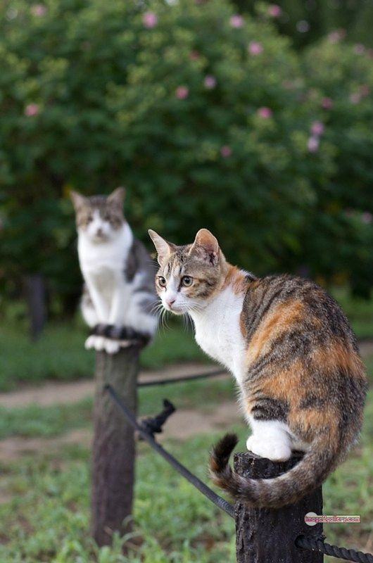 800+ Cute Cate Photos Download | Beautiful Cute Cat Images | 691 cool cat photos -(13)