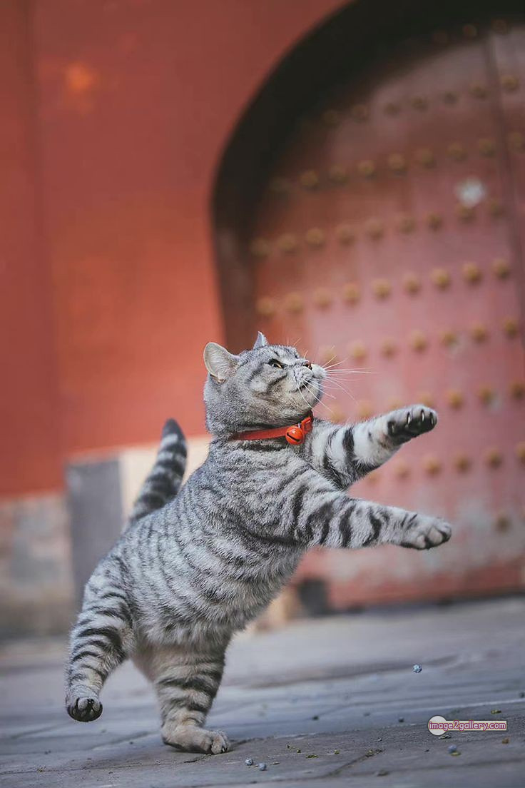 800+ Cute Cate Photos Download | Beautiful Cute Cat Images | 694 cool cat photos -(3)