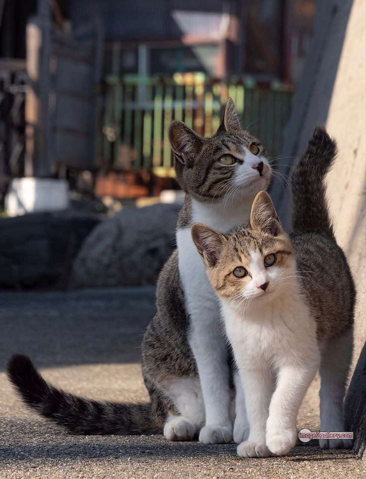 800+ Cute Cate Photos Download | Beautiful Cute Cat Images | 693 cool cat photos -(4)