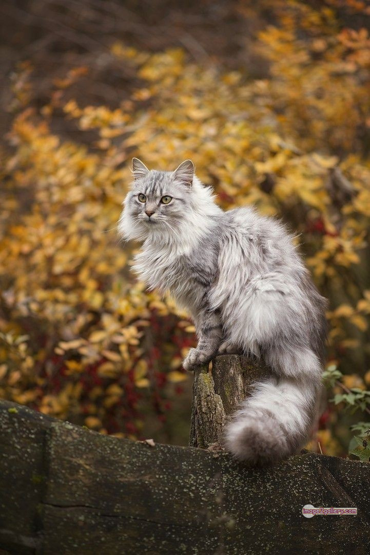 800+ Cute Cate Photos Download | Beautiful Cute Cat Images | 695 cool cat photos -(6)