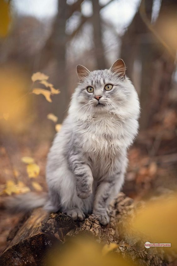 800+ Cute Cate Photos Download | Beautiful Cute Cat Images | 714 cool cat photos -(7)