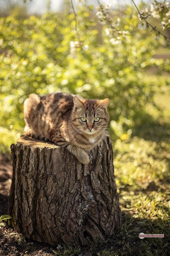 800+ Cute Cate Photos Download | Beautiful Cute Cat Images | 715 cool cat photos -(8)