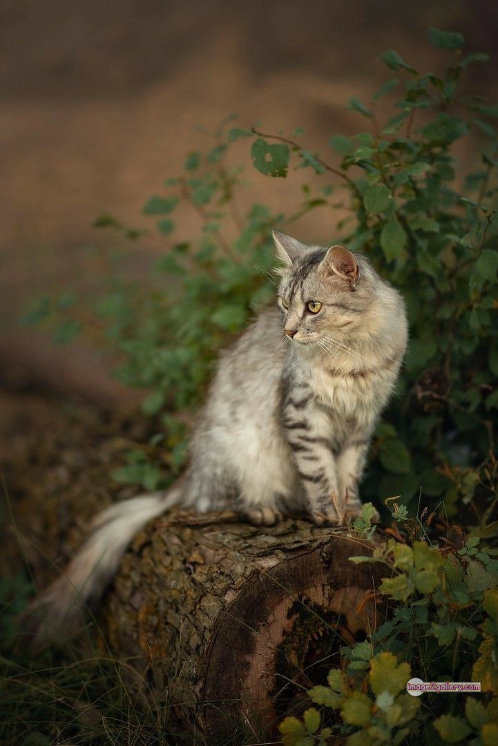 800+ Cute Cate Photos Download | Beautiful Cute Cat Images | 689 cool cat photos -(9)