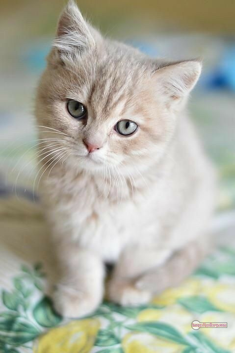800+ Cute Cate Photos Download | Beautiful Cute Cat Images | 221 cute baby cat images -