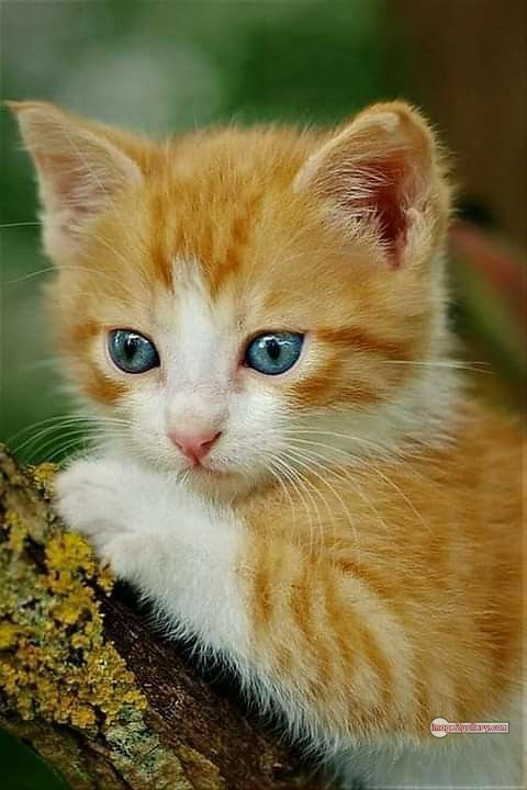 800+ Cute Cate Photos Download | Beautiful Cute Cat Images | 220 cute baby cat images -(1)