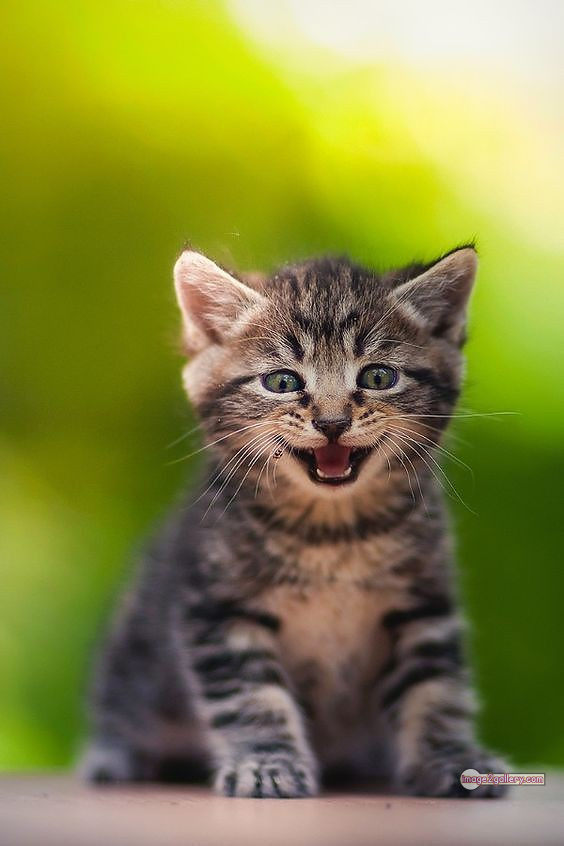 800+ Cute Cate Photos Download | Beautiful Cute Cat Images | 37 cute baby cat images -(13)