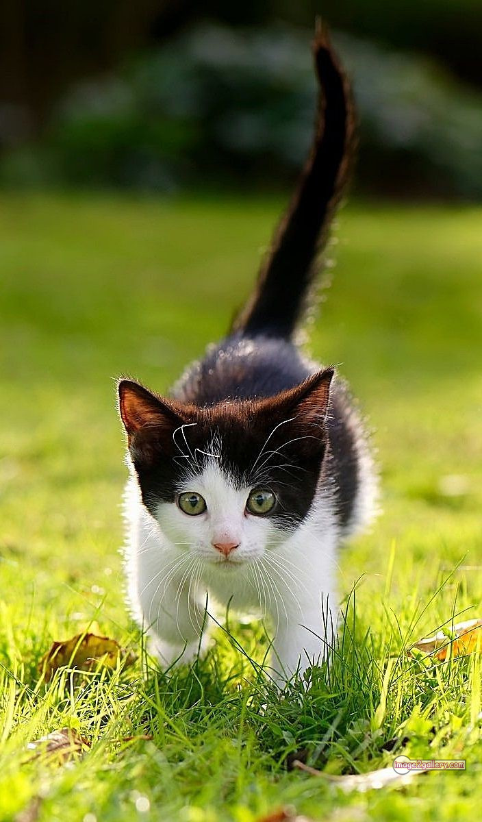 800+ Cute Cate Photos Download | Beautiful Cute Cat Images | 38 cute baby cat images -(14)