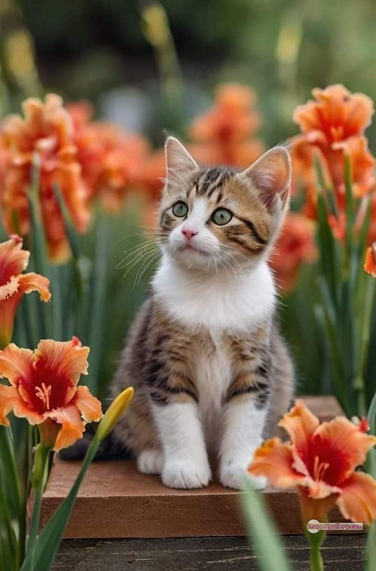 800+ Cute Cate Photos Download | Beautiful Cute Cat Images | 133 cute baby cat images -(16)