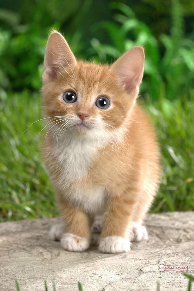 800+ Cute Cate Photos Download | Beautiful Cute Cat Images | 42 cute baby cat images -(21)