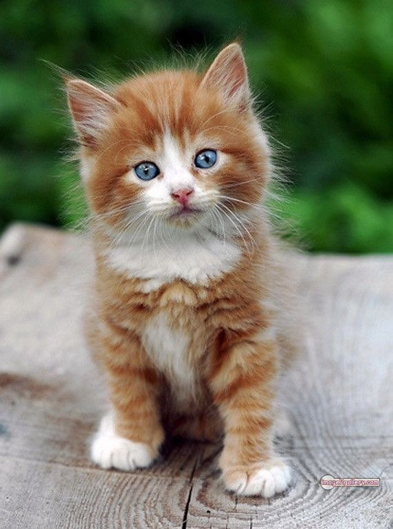 800+ Cute Cate Photos Download | Beautiful Cute Cat Images | 43 cute baby cat images -(22)