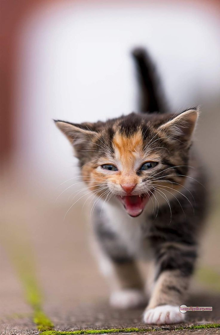 800+ Cute Cate Photos Download | Beautiful Cute Cat Images | 223 cute baby cat images -(23)