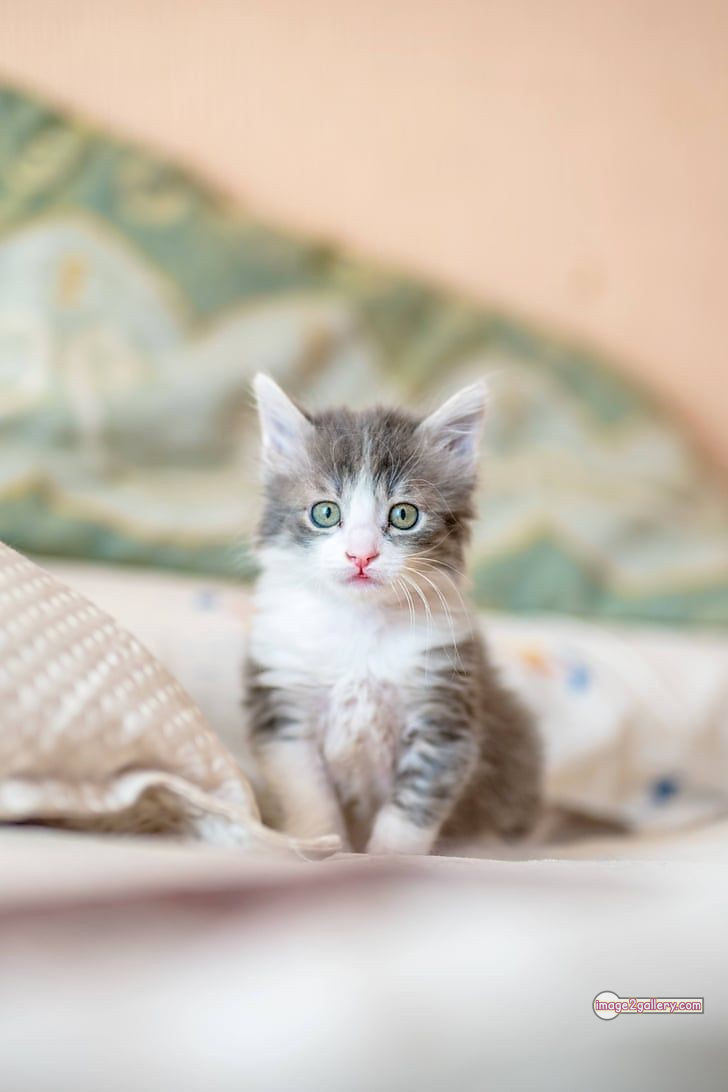 800+ Cute Cate Photos Download | Beautiful Cute Cat Images | 218 cute baby cat images -(3)