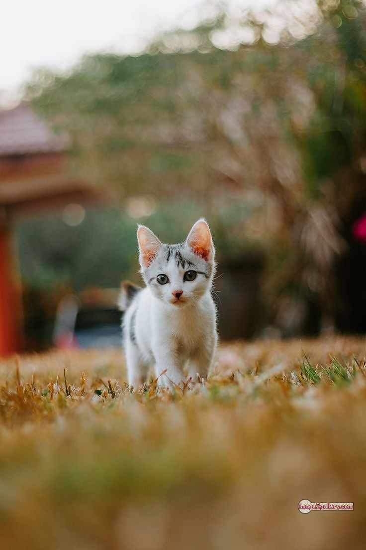 800+ Cute Cate Photos Download | Beautiful Cute Cat Images | 126 cute baby cat images -(4)