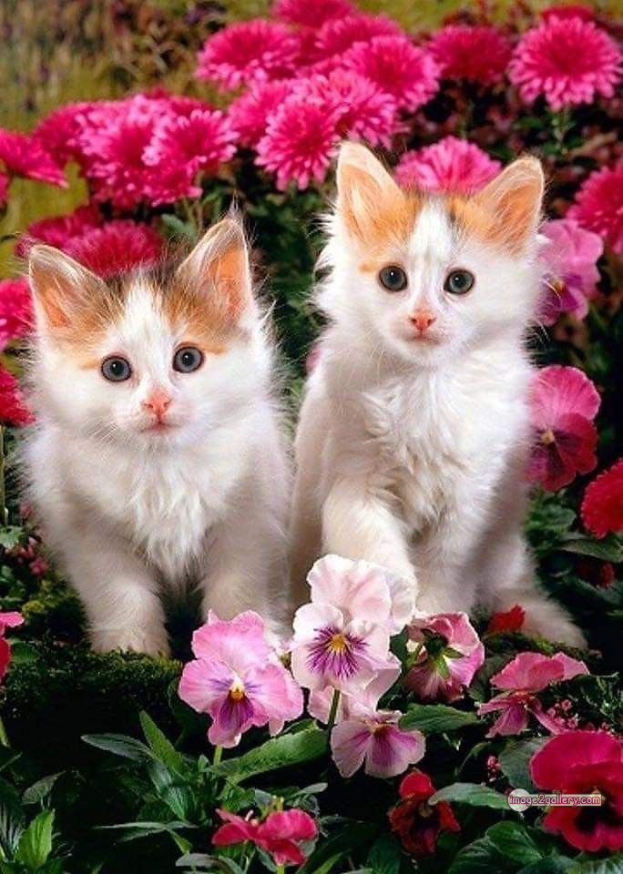 800+ Cute Cate Photos Download | Beautiful Cute Cat Images | 125 cute baby cat images -(5)