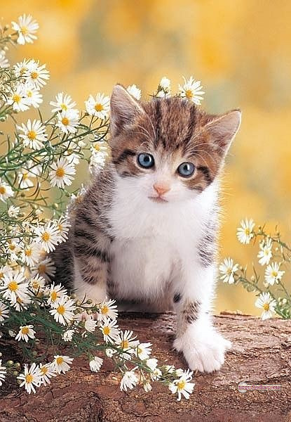 800+ Cute Cate Photos Download | Beautiful Cute Cat Images | 124 cute baby cat images -(6)