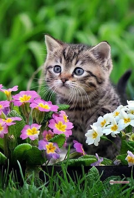 800+ Cute Cate Photos Download | Beautiful Cute Cat Images | 123 cute baby cat images -(7)