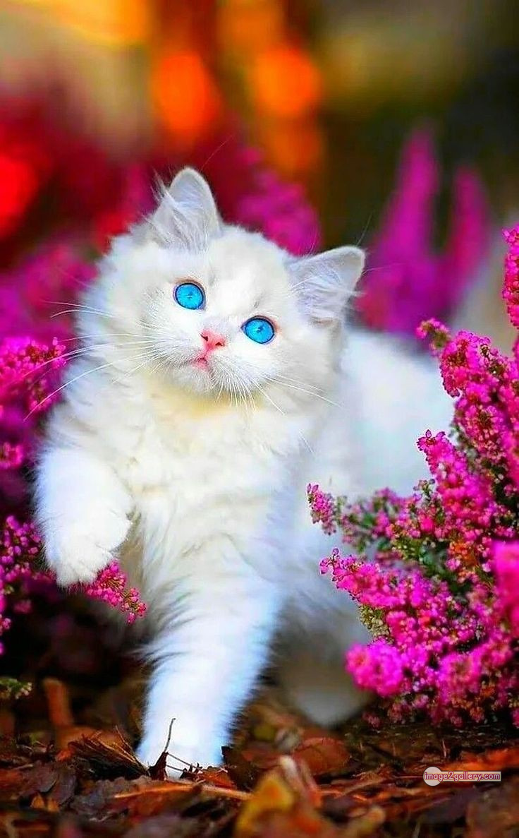 800+ Cute Cate Photos Download | Beautiful Cute Cat Images | 39 cute baby cat images -(9)