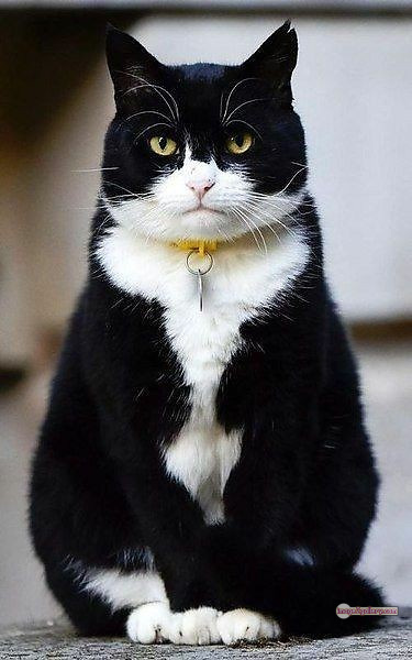 800+ Cute Cate Photos Download | Beautiful Cute Cat Images | 212 cute black cat images -(1)