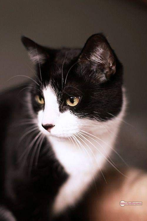 800+ Cute Cate Photos Download | Beautiful Cute Cat Images | 235 cute black cat images -(10)