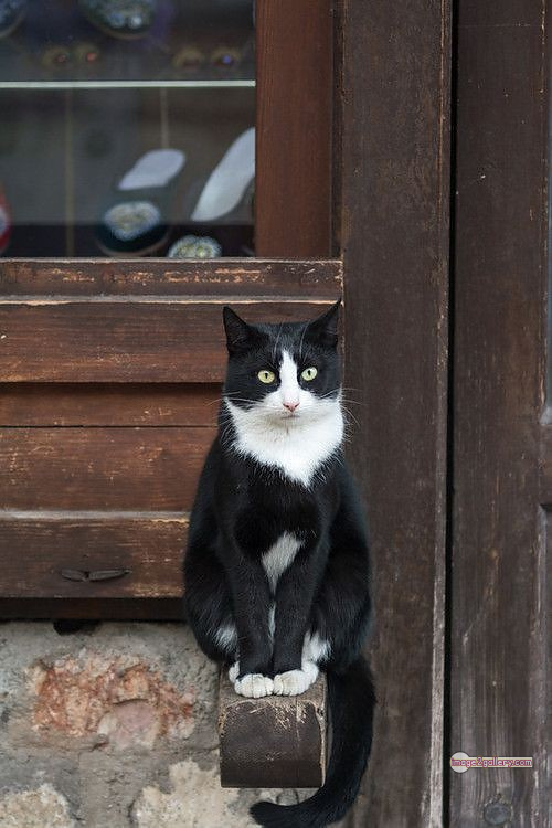 800+ Cute Cate Photos Download | Beautiful Cute Cat Images | 89 cute black cat images -(11)