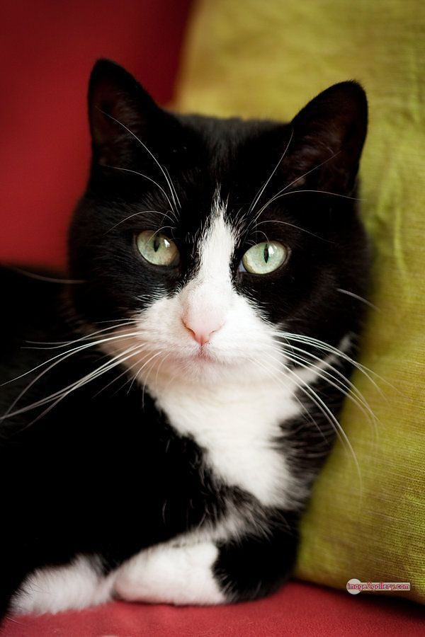 800+ Cute Cate Photos Download | Beautiful Cute Cat Images | 210 cute black cat images -(13)