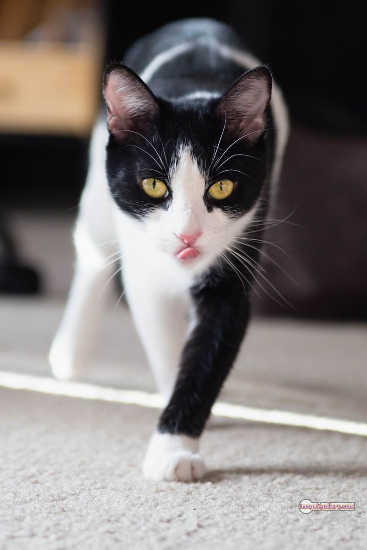800+ Cute Cate Photos Download | Beautiful Cute Cat Images | 206 cute black cat images -(14)