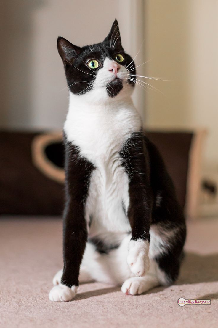 800+ Cute Cate Photos Download | Beautiful Cute Cat Images | 207 cute black cat images -(15)