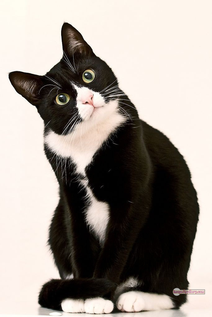 800+ Cute Cate Photos Download | Beautiful Cute Cat Images | 209 cute black cat images -(17)
