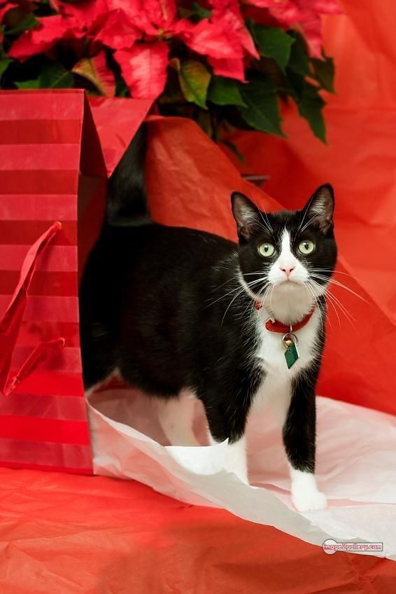 800+ Cute Cate Photos Download | Beautiful Cute Cat Images | 214 cute black cat images -(4)