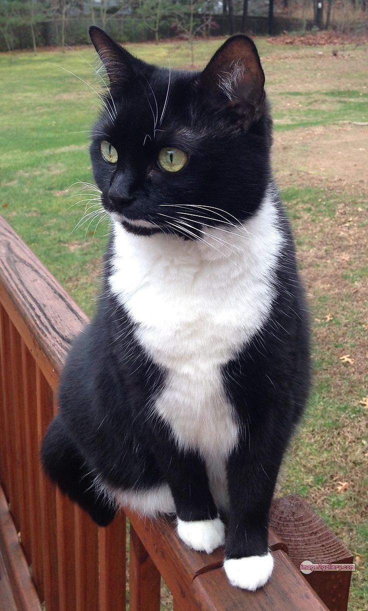 800+ Cute Cate Photos Download | Beautiful Cute Cat Images | 238 cute black cat images -(6)