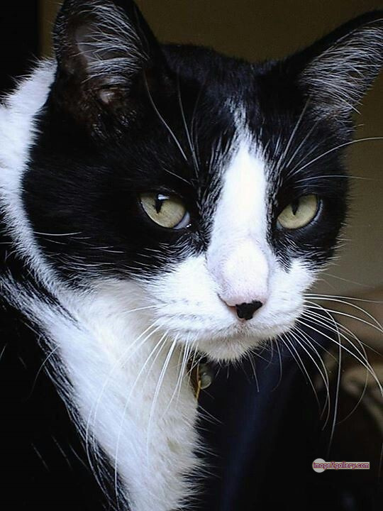 800+ Cute Cate Photos Download | Beautiful Cute Cat Images | 237 cute black cat images -(8)