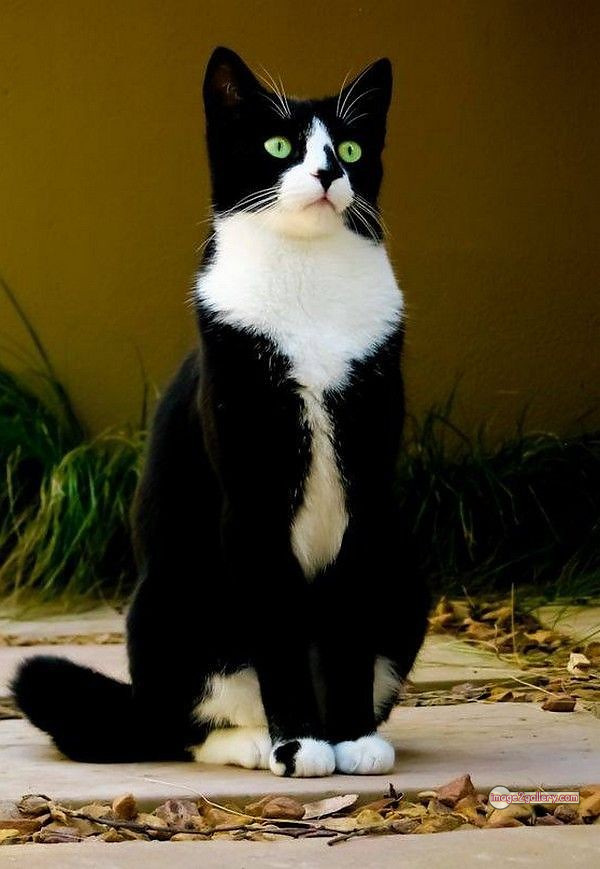 800+ Cute Cate Photos Download | Beautiful Cute Cat Images | 236 cute black cat images -(9)