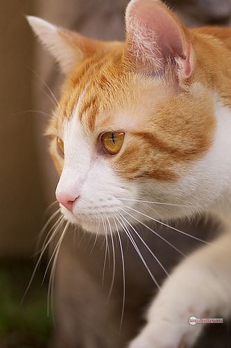 800+ Cute Cate Photos Download | Beautiful Cute Cat Images | 633 cute cat images -(1)