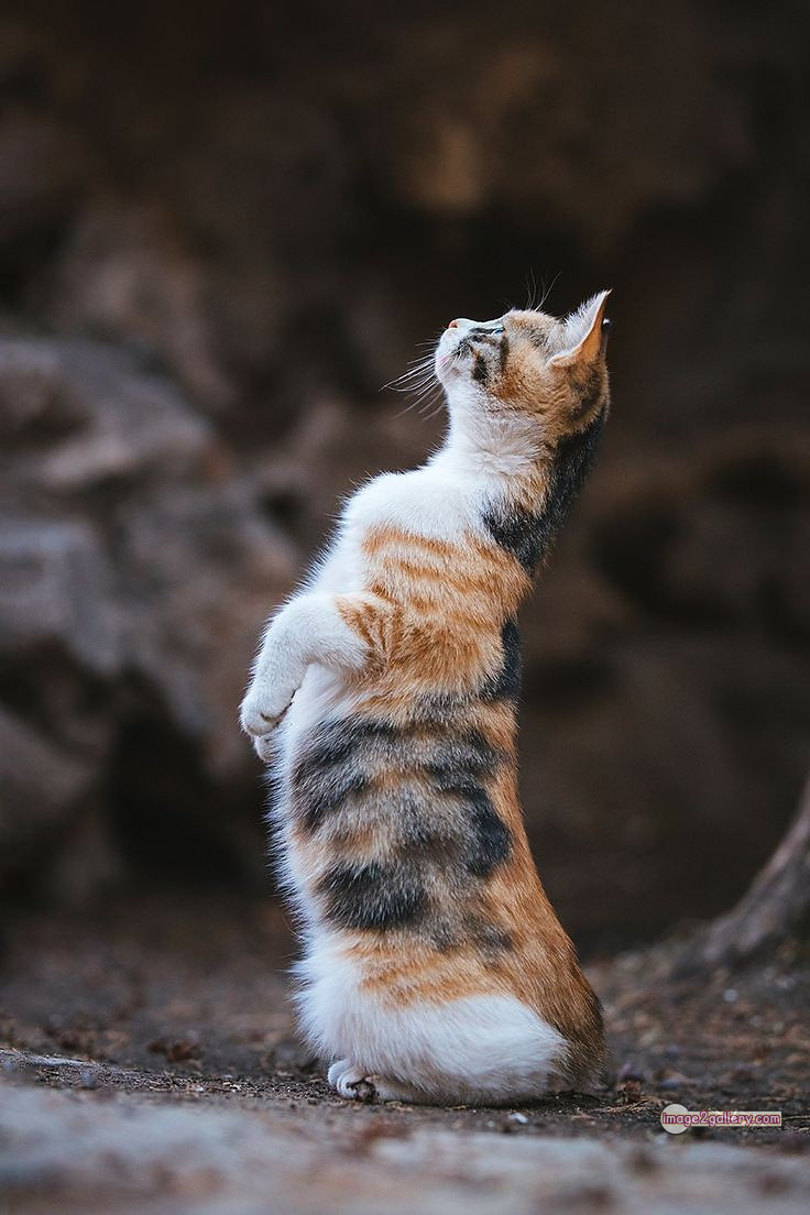 800+ Cute Cate Photos Download | Beautiful Cute Cat Images | 635 cute cat images -(10)