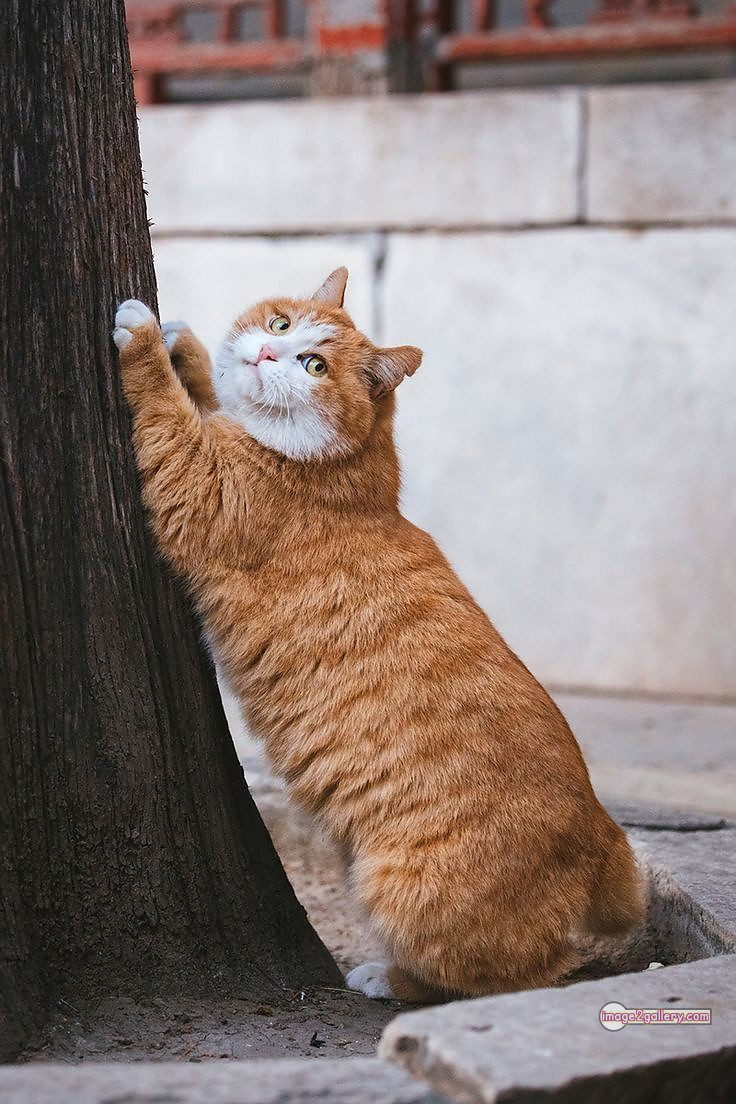 800+ Cute Cate Photos Download | Beautiful Cute Cat Images | 630 cute cat images -(11)
