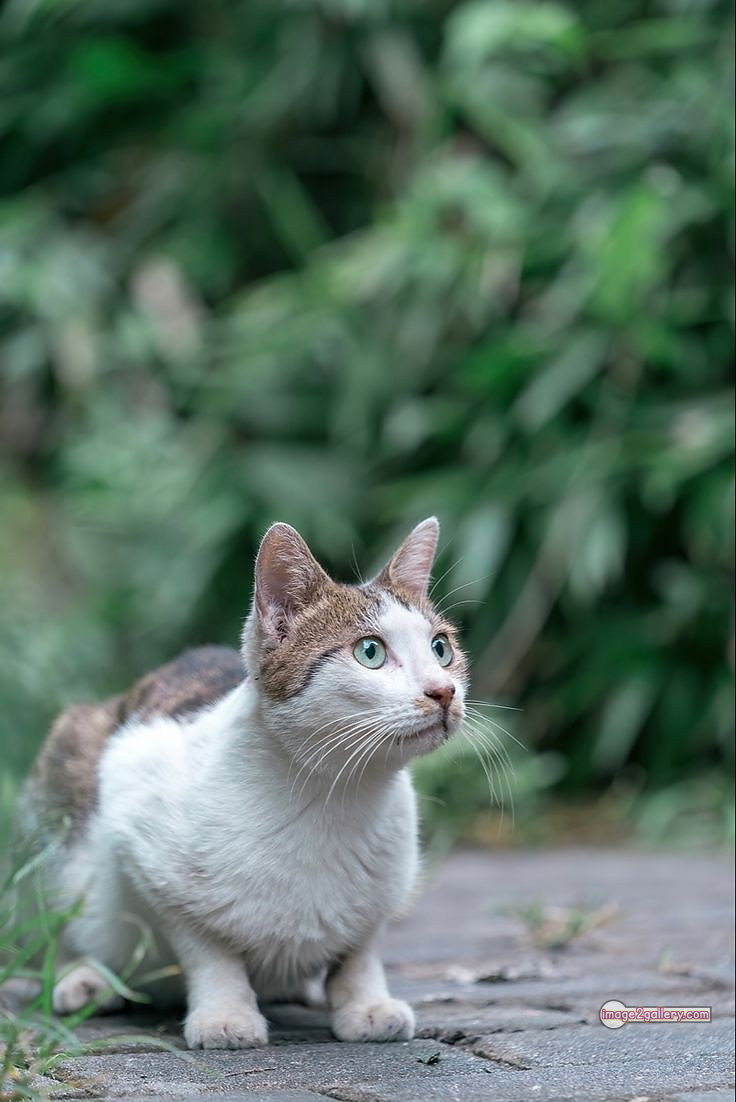 800+ Cute Cate Photos Download | Beautiful Cute Cat Images | 637 cute cat images -(12)