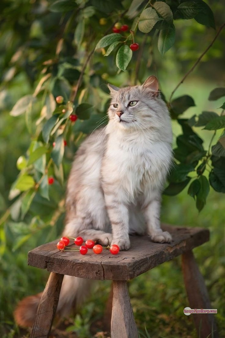 800+ Cute Cate Photos Download | Beautiful Cute Cat Images | 632 cute cat images -(14)