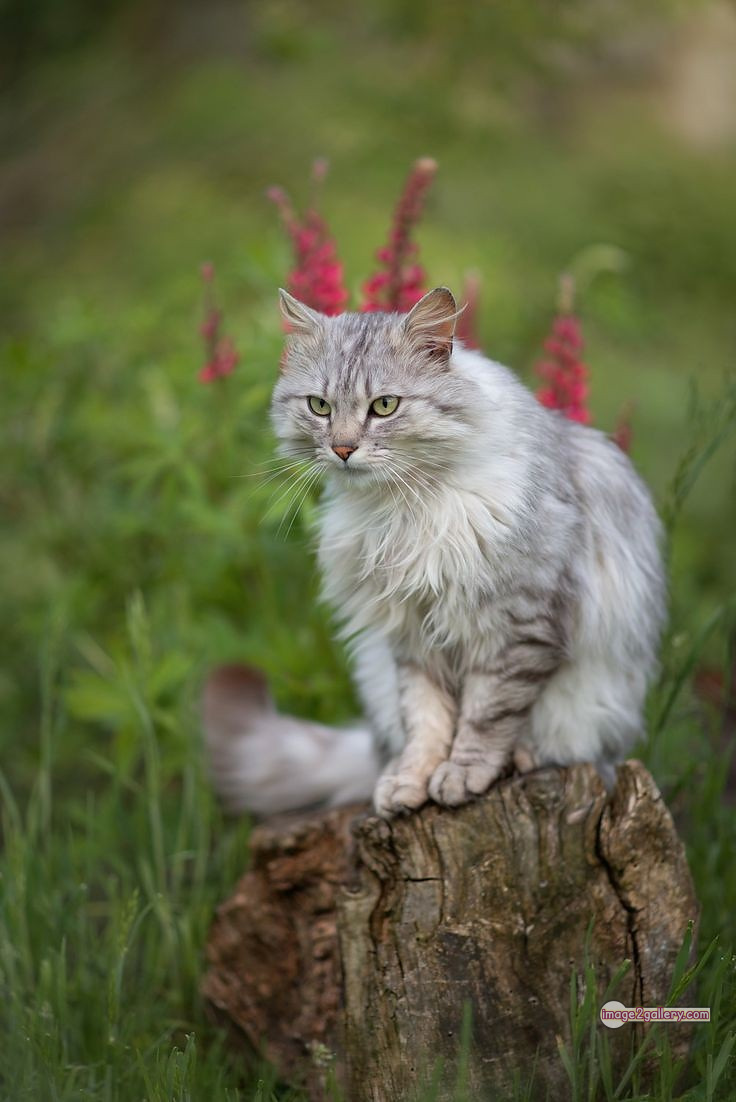 800+ Cute Cate Photos Download | Beautiful Cute Cat Images | 634 cute cat images -(15)