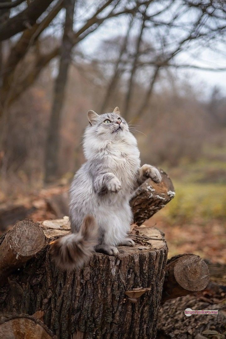 800+ Cute Cate Photos Download | Beautiful Cute Cat Images | 643 cute cat images -(16)