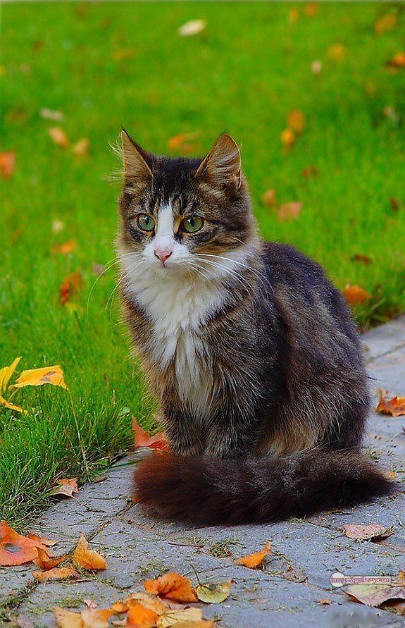 800+ Cute Cate Photos Download | Beautiful Cute Cat Images | 640 cute cat images -(18)