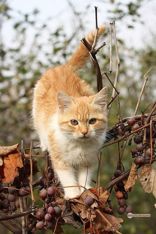 800+ Cute Cate Photos Download | Beautiful Cute Cat Images | 628 cute cat images -(2)