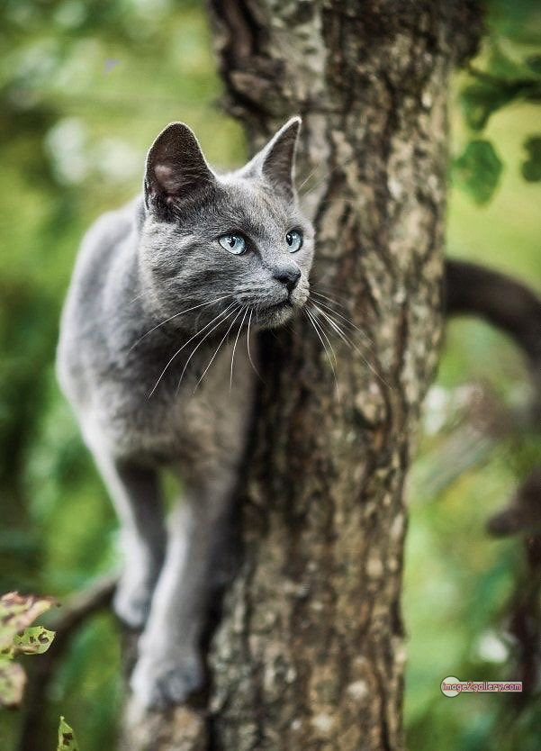 800+ Cute Cate Photos Download | Beautiful Cute Cat Images | 639 cute cat images -(20)