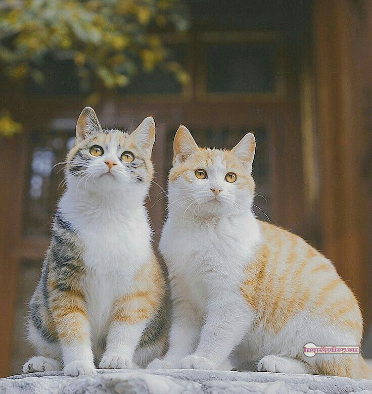 800+ Cute Cate Photos Download | Beautiful Cute Cat Images | 636 cute cat images -(21)