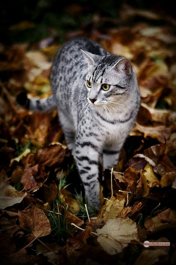 800+ Cute Cate Photos Download | Beautiful Cute Cat Images | 647 cute cat images -(22)